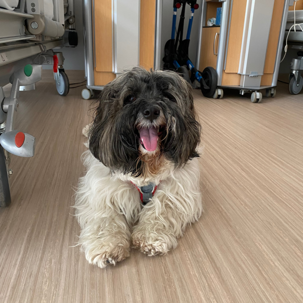Foto eines kleinen Therapiehundes, der in einem Patientenzimmer sitzt und in die Kamera schaut.