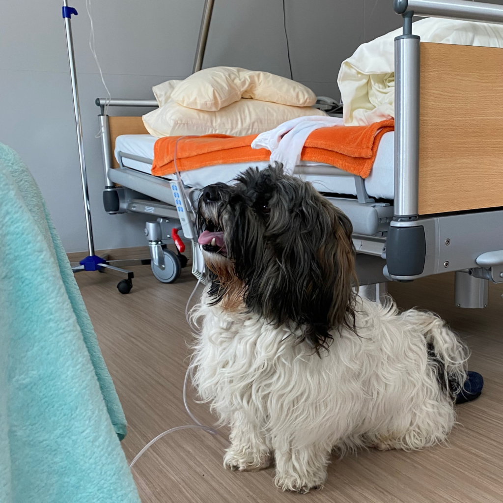 Foto eines kleinen Therapiehundes, der auf dem Boden eines Patientenzimmers sitzt und nach oben zu einer Patientin schaut. Im Hintergrund steht das Pflegebett der Patientin.
