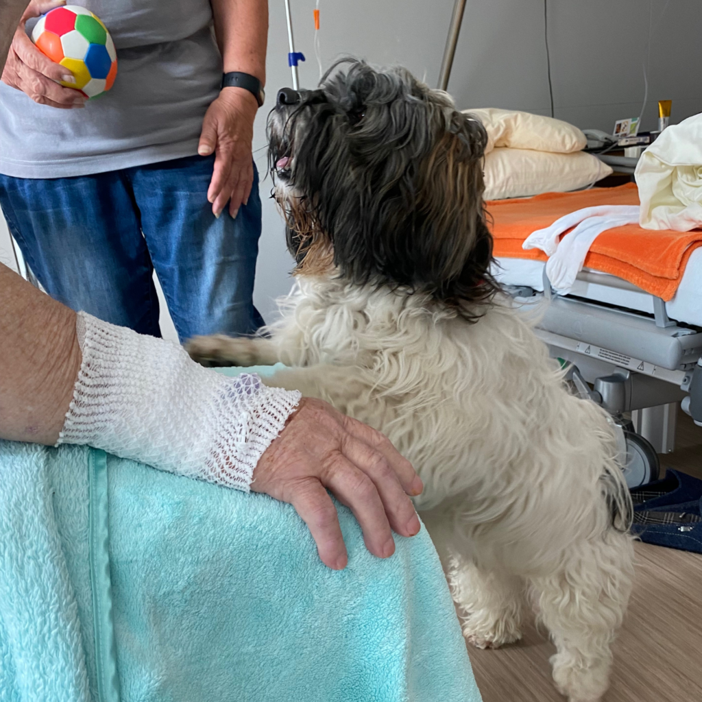 Foto eines kleinen Therapiehundes, der vor einer Patientin steht und seine Vorderpfoten auf ihren Schoß gelegt hat. Neben der Patientin steht eine weitere Person mit einem bunten Ball in der Hand. Im Hintergrund erkennt man das Patientenbett.