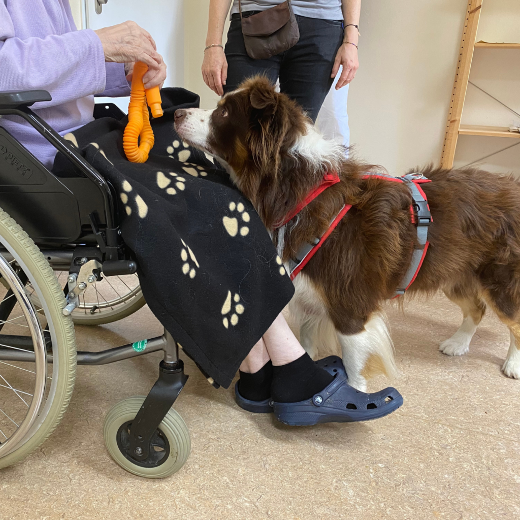 Foto des Therapiehundes Timmy, der vor einer Patientin steht, die im Rollstuhl sitzt und ein Spielzeug in den Händen hält.