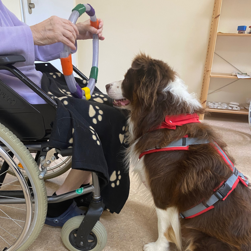 Foto des Therapiehundes Timmy, der vor einer Patientin sitzt, die im Rollstuhl sitzt und ein Spielzeug in ihren Händen hält.