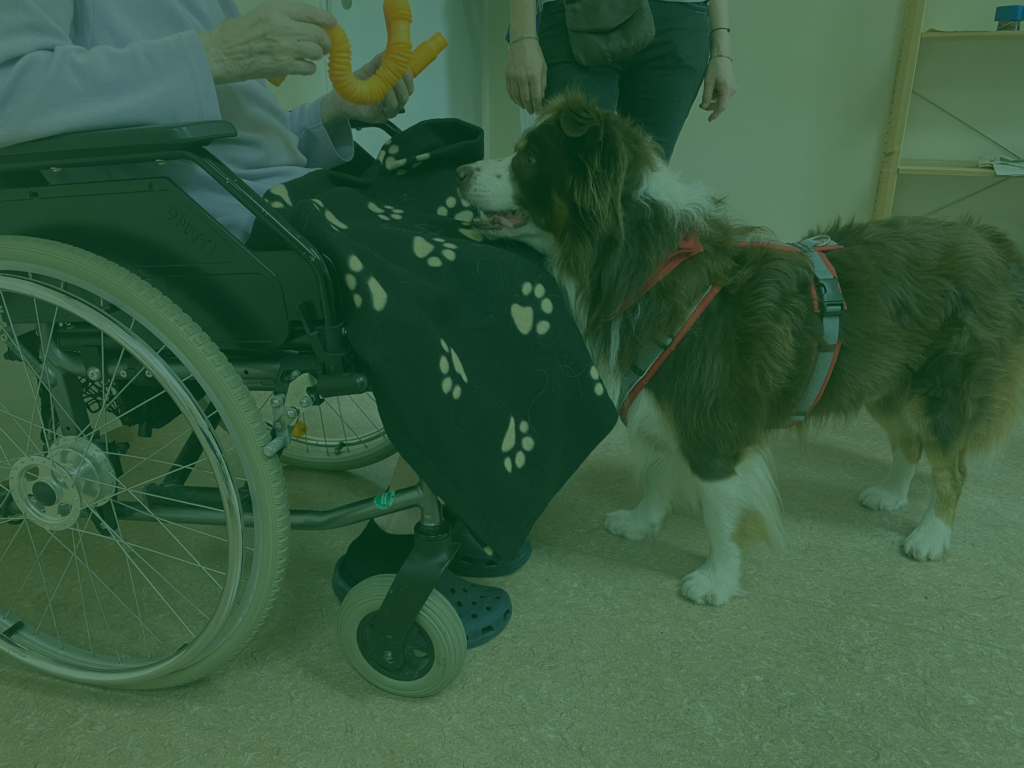 Auf dem Foto sieht man einen Therapiehund, der seinen Kopf auf den Schoß einer Patientin legt, die im Rollstuhl sitzt und ein Spielzeug für den Hund in den Händen hält. Im Hintergrund steht eine weitere Person.