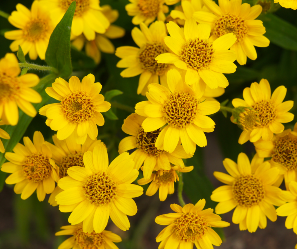 Nahaufnahme von mehreren kleinen gelben Blumen, die von oben fotografiert wurden.