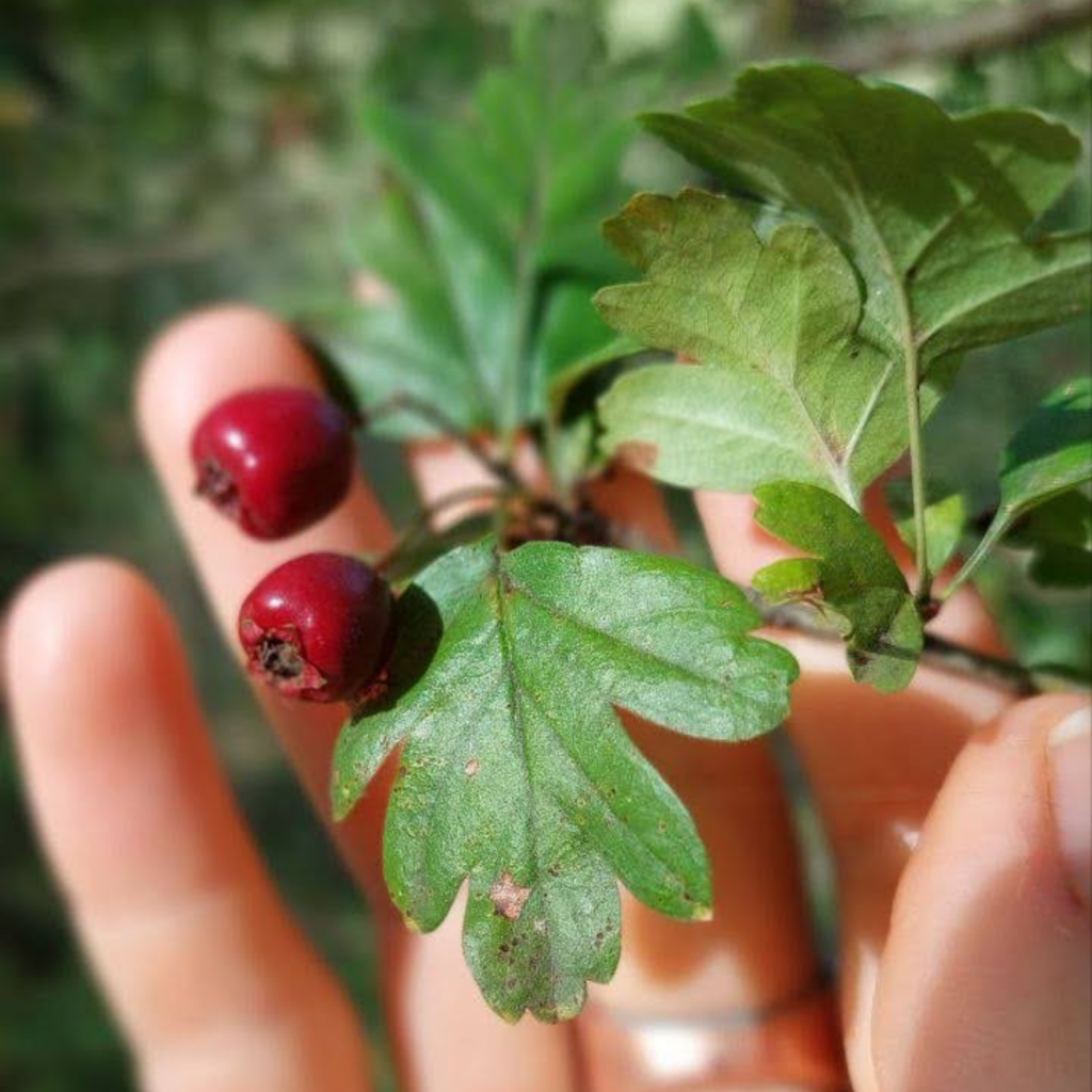 Bild von hängenden blühenden Vogelbeeren
