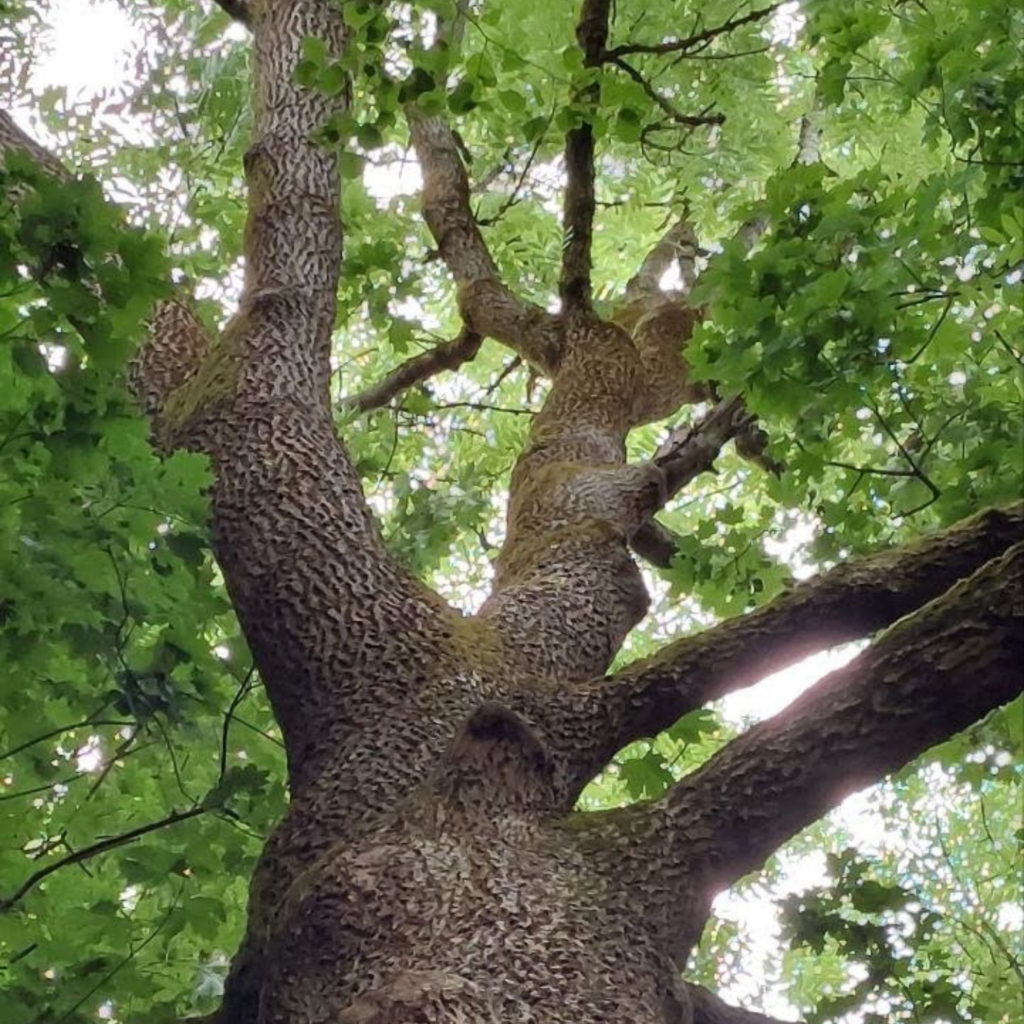 Foto von einem Baum stammaufwärts in die Krone fotografiert. Der Baum hat grüne Blätter und die Sonnenstrahlen scheinen zwischen den Ästen hindurch.