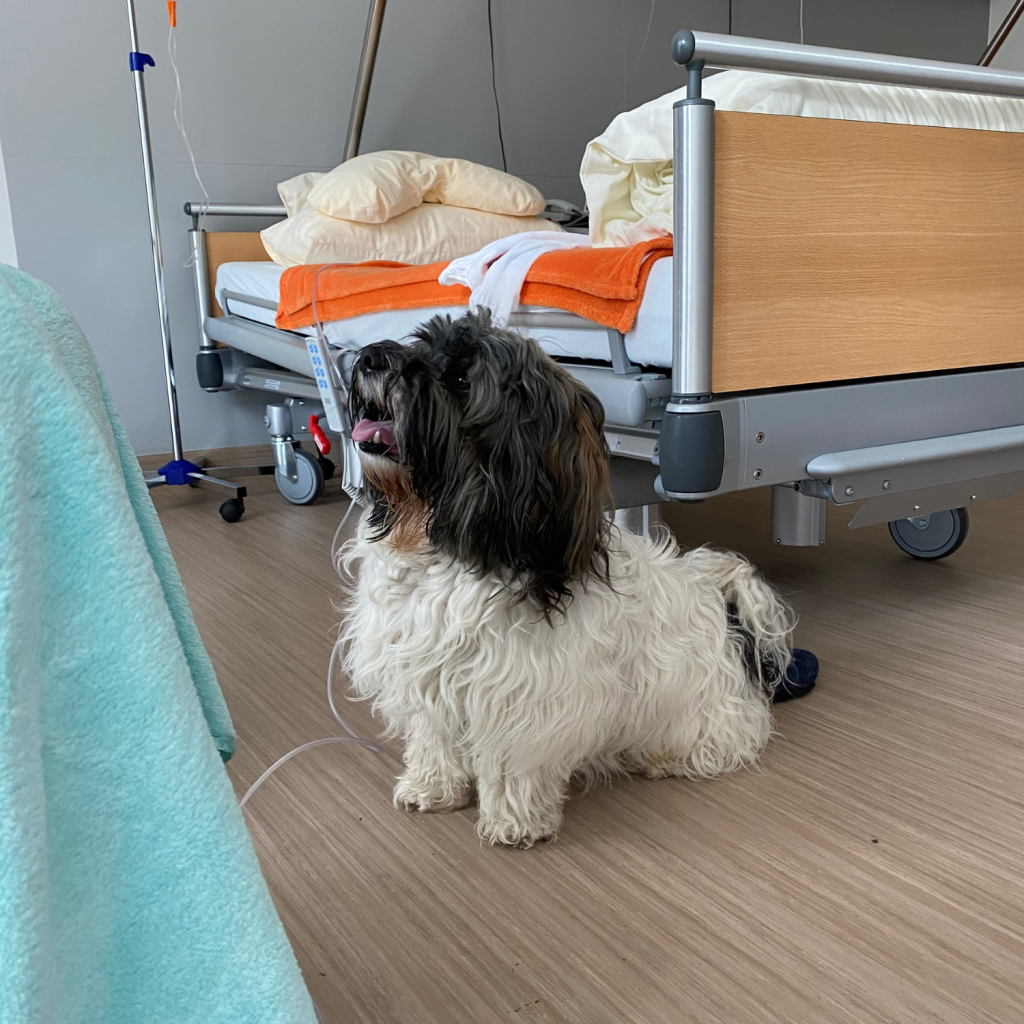 Bild eines Therapiehundes in einem Patientenzimmer. Der kleine Hund mit weißem halblangem Fell und einem brauen Kopf, sitzt auf dem Boden und schaut nach oben, vermutlich zu einem Patienten der außerhalb des Bildes auf der linken Seite sitzt und eine hellblaue Decke über die Beine gelegt hat. Im Huntergrund sieht man das Patientenbett mit einer orangenen Wolldecke.