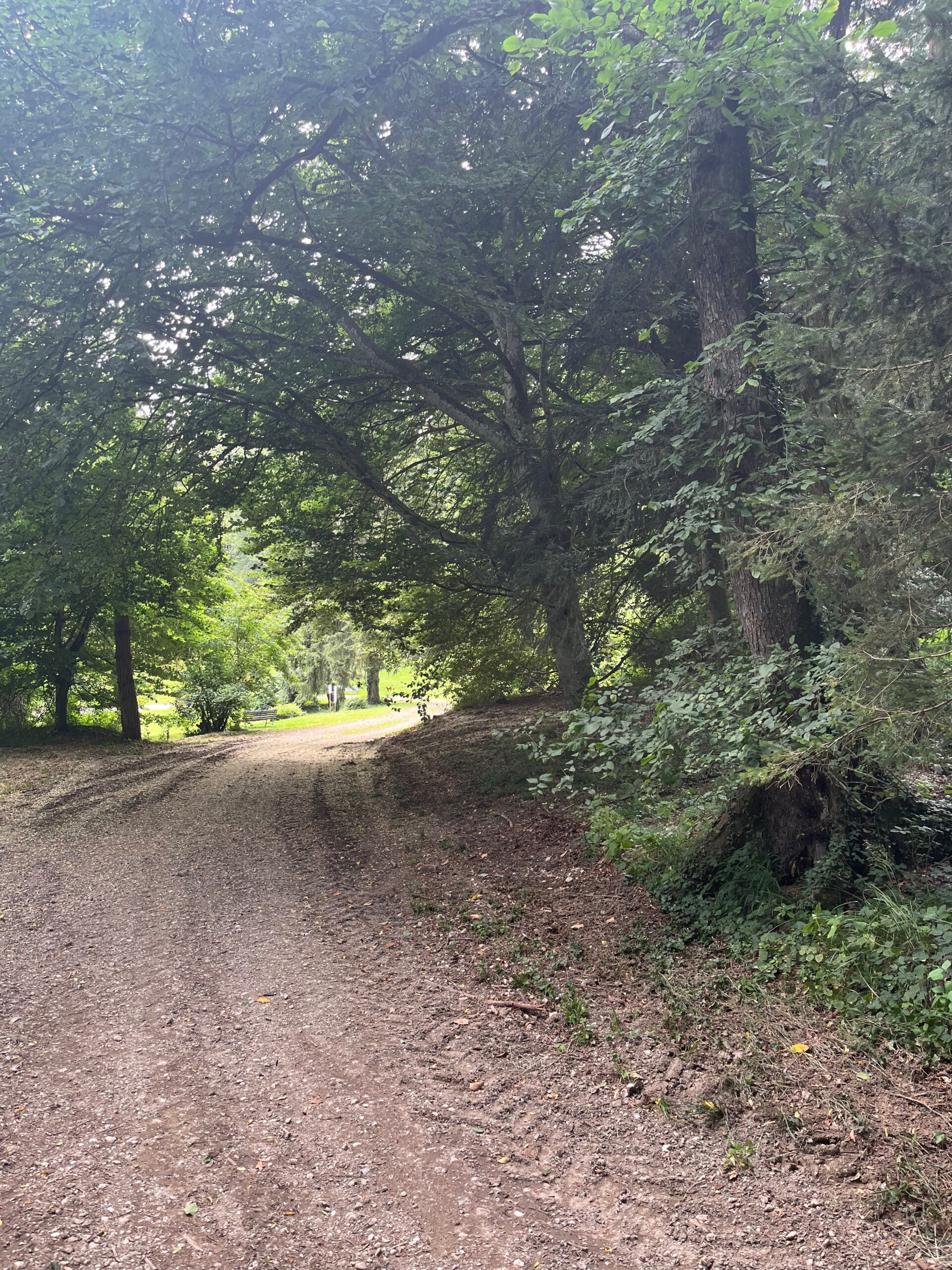 Auf dem Foto sieht man den Waldtherapiepfad der Klinik Wartenberg. Die Bäume sind dicht gewachsen und das Laubdach spendet Schatten. Der Weg ist erdig braun und man sieht Reifenspuren.