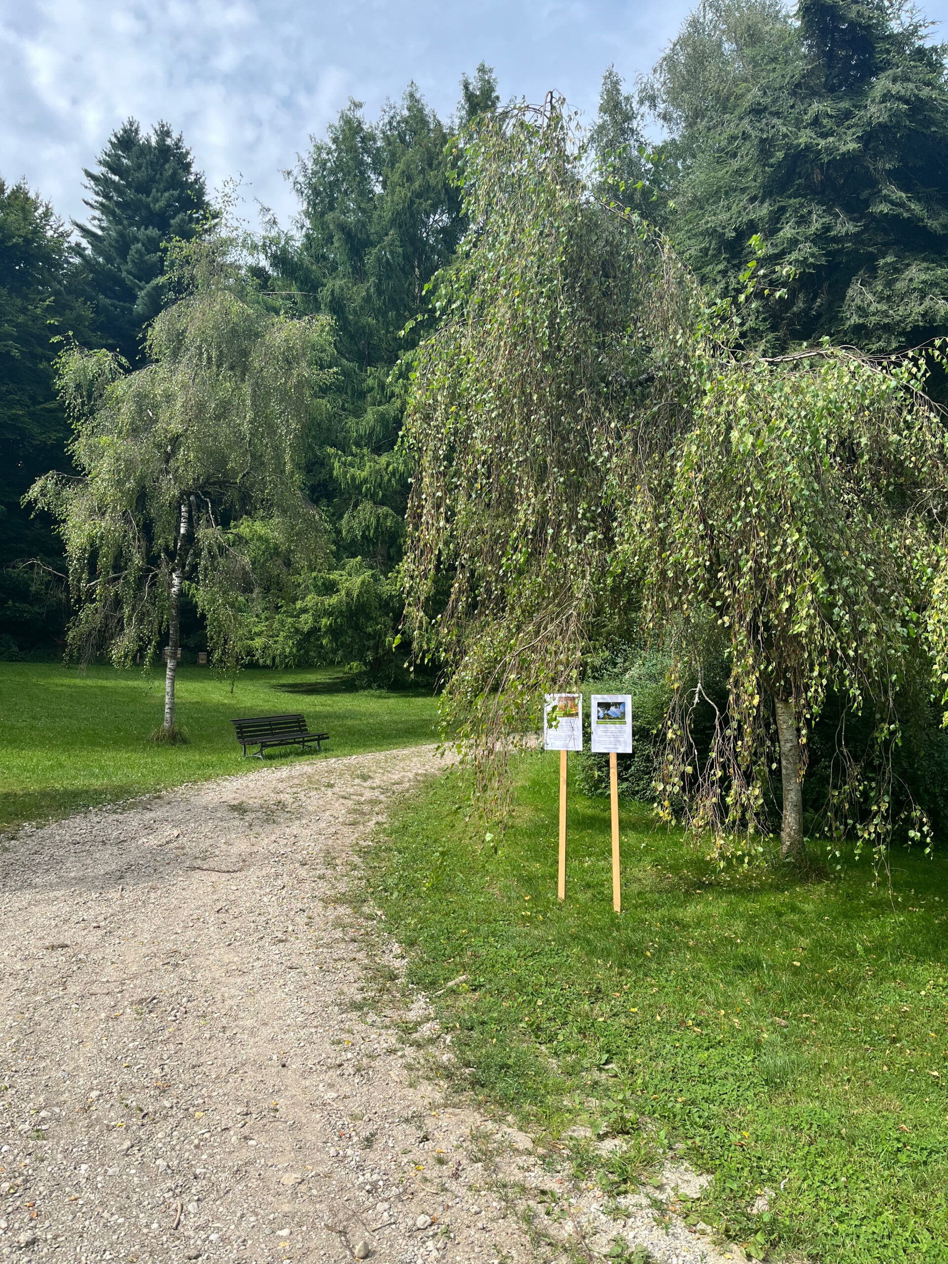 Foto des Waldtherapiepfads. Im Hintergrund eine Bank und viele Bäume.
